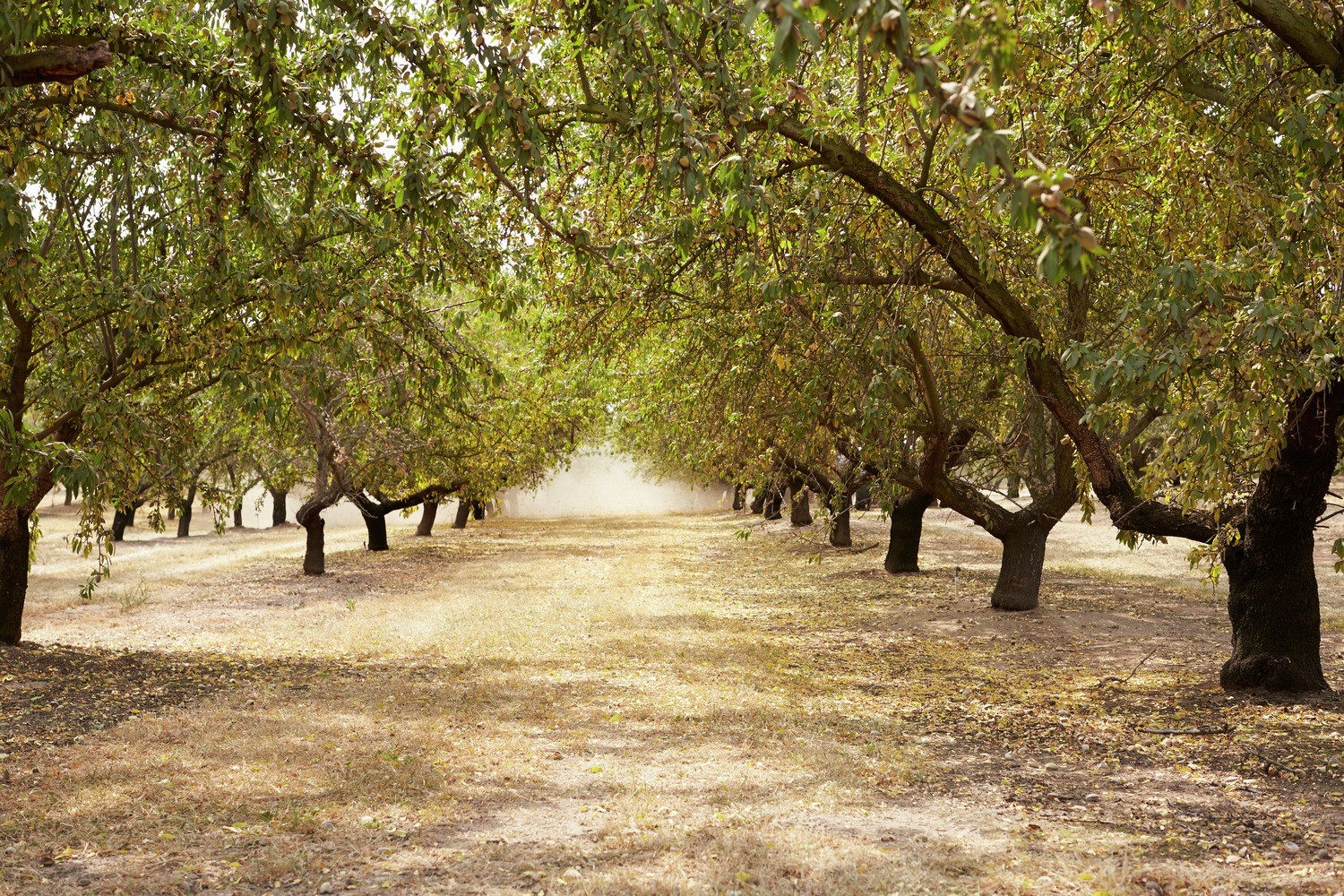 Almond Acreage Dropped in 2022 Despite More Bearing Acres